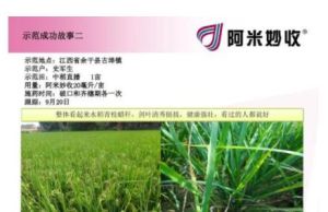 阿米妙收 阿米妙收