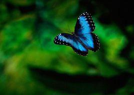 香港蝴蝶 香港蝴蝶