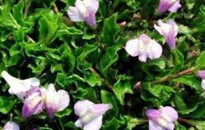 平壩通泉草 平壩通泉草