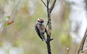 褐額啄木鳥 褐額啄木鳥