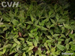 光葉求米草(變種) 光葉求米草(變種)