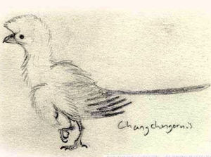 橫道子長城鳥 橫道子長城鳥