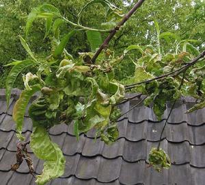 被桃縮葉病菌 （Taphrina deformans ）感染的桃樹葉