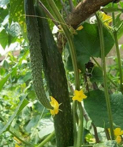 中農9號黃瓜 中農9號黃瓜