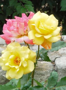 冬眠合劑 冬眠合劑