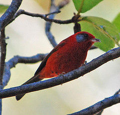 粉頭蟲鶯 粉頭蟲鶯