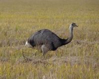 大美洲鴕烏拉圭亞種 大美洲鴕烏拉圭亞種