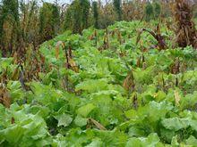 色媽底自然村發展重點-蔬菜種植