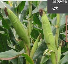 蜜玉8號 蜜玉8號