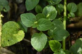 肉半邊蓮 肉半邊蓮