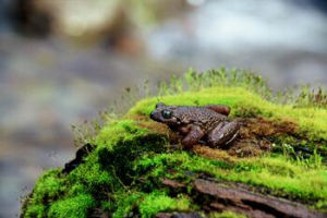 圓疣齒突蟾 圓疣齒突蟾