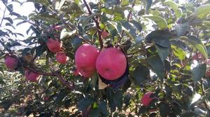 寒富蘋果[蘋果栽培品種]