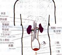 大腸損傷 大腸損傷