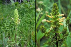 弗比什馬先蒿 弗比什馬先蒿