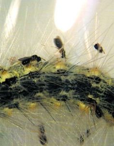 周氏齧小蜂 周氏齧小蜂