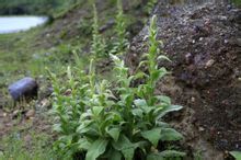 毛蕊花提取物 毛蕊花提取物
