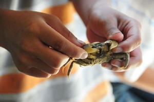 闊口招潮蟹 闊口招潮蟹