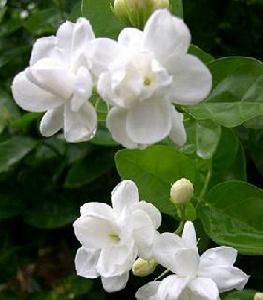 《親親茉莉花》