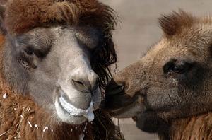 安南壩野駱駝自然保護區