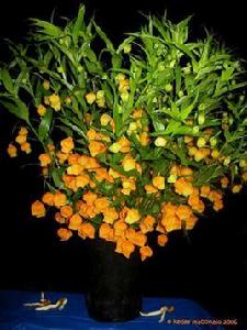 燈籠百合 燈籠百合