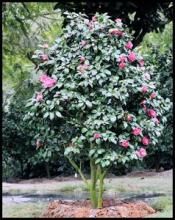 五瓣紅山茶 五瓣紅山茶