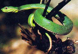 （圖）純綠翠青蛇