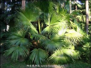 太平洋棕 太平洋棕