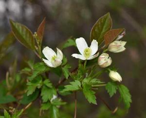 繡球藤[繡球藤]