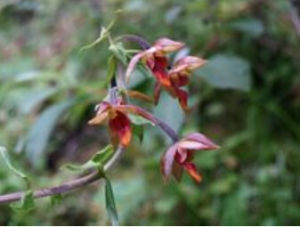 矮大葉火燒蘭 矮大葉火燒蘭