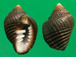 鐵齒蛹筆螺 鐵齒蛹筆螺