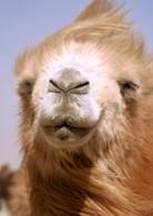 哭泣的駱駝[德國、蒙古2003年琵亞芭蘇倫·戴娃執導電影]