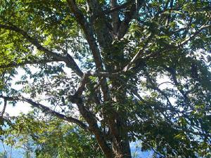 荒田自然村[雲南臨滄鎮康縣鳳尾鎮大柏樹村委荒田自然村]