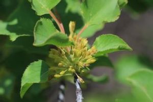 毛背銳齒鼠李 毛背銳齒鼠李