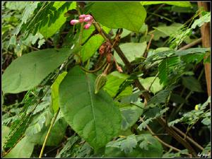 毛車藤屬 毛車藤屬