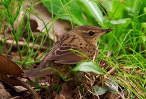黑斑藪雀 黑斑藪雀