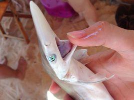 尖頭斜齒鯊 尖頭斜齒鯊