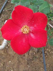 至高無尚[薔薇屬月季栽培品種]