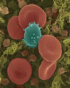 粒細胞