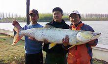 幾位釣魚愛好者在展示捕獲的巨型鱤魚