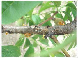 櫻桃流膠病 櫻桃流膠病