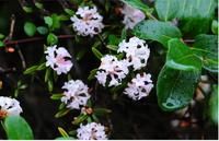 櫻草杜鵑 櫻草杜鵑