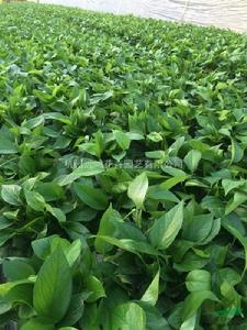 葉綠基二磷酸 葉綠基二磷酸