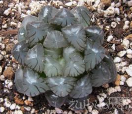 紫姬玉露 紫姬玉露