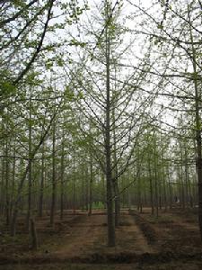 金秋銀杏苗木基地 金秋銀杏苗木基地