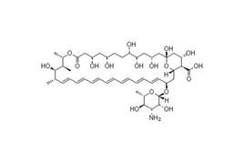 兩性黴素B 兩性黴素B