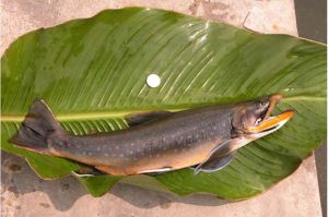 黃河雅羅魚