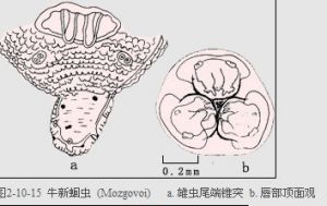 犢新蛔蟲病 犢新蛔蟲病