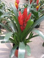 擎天鳳梨屬 擎天鳳梨屬