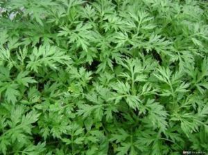 艾葉植物提取物 艾葉植物提取物