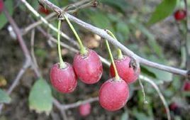 齒葉蕤核 齒葉蕤核